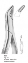  Fig. 62 incisors, premolars, deciduous teeth 